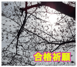 Photos and words of cherry blossoms sticker #15674019