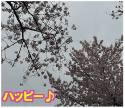 Photos and words of cherry blossoms sticker #15674020