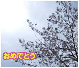 Photos and words of cherry blossoms sticker #15674021