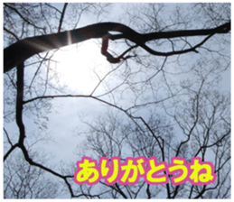 Photos and words of cherry blossoms sticker #15674022