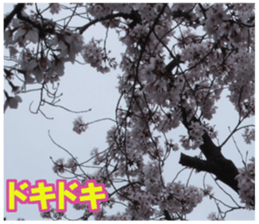 Photos and words of cherry blossoms sticker #15674023