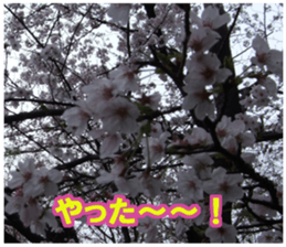 Photos and words of cherry blossoms sticker #15674024