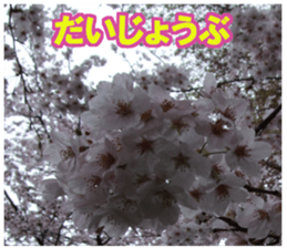 Photos and words of cherry blossoms sticker #15674025