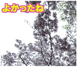 Photos and words of cherry blossoms sticker #15674026