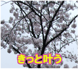 Photos and words of cherry blossoms sticker #15674027