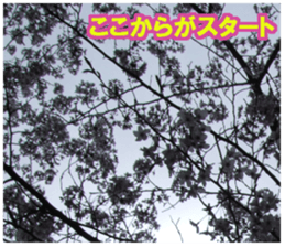 Photos and words of cherry blossoms sticker #15674029