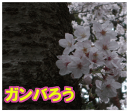 Photos and words of cherry blossoms sticker #15674030