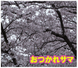 Photos and words of cherry blossoms sticker #15674031