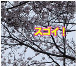 Photos and words of cherry blossoms sticker #15674032