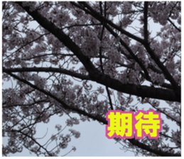 Photos and words of cherry blossoms sticker #15674033