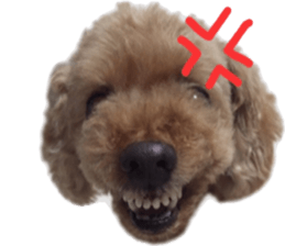 Poodle Sticker Choco sticker #15677818