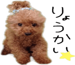 Poodle Sticker Choco sticker #15677819