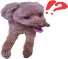 Poodle Sticker Choco sticker #15677820