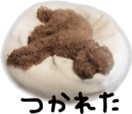 Poodle Sticker Choco sticker #15677821