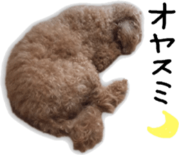 Poodle Sticker Choco sticker #15677822