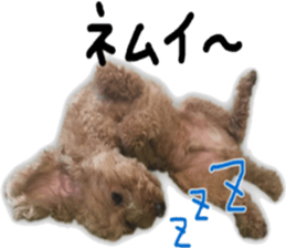 Poodle Sticker Choco sticker #15677823