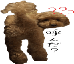 Poodle Sticker Choco sticker #15677824