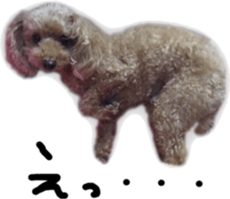Poodle Sticker Choco sticker #15677825