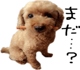 Poodle Sticker Choco sticker #15677826