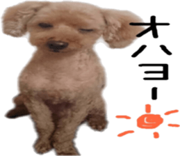 Poodle Sticker Choco sticker #15677827