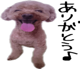 Poodle Sticker Choco sticker #15677828