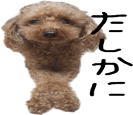 Poodle Sticker Choco sticker #15677829