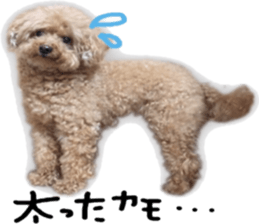 Poodle Sticker Choco sticker #15677831