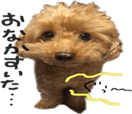 Poodle Sticker Choco sticker #15677832