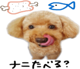 Poodle Sticker Choco sticker #15677833