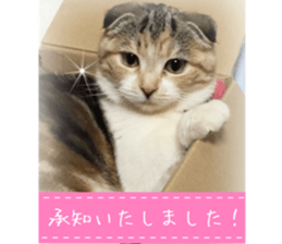 calicocat MOMO7 sticker #15678942