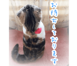 calicocat MOMO7 sticker #15678943