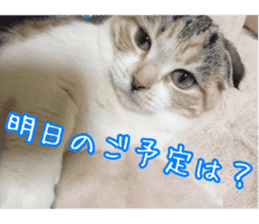 calicocat MOMO7 sticker #15678945