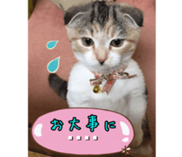 calicocat MOMO7 sticker #15678964