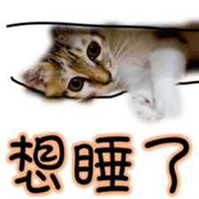 Cute cat routines and daily sticker #15680282