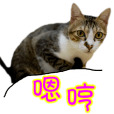 Cute cat routines and daily sticker #15680283
