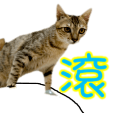 Cute cat routines and daily sticker #15680284