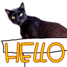 Cute cat routines and daily sticker #15680285