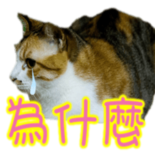 Cute cat routines and daily sticker #15680286
