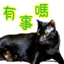 Cute cat routines and daily sticker #15680287