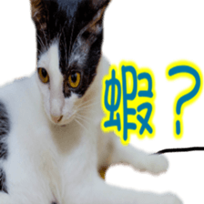 Cute cat routines and daily sticker #15680288