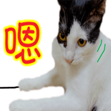 Cute cat routines and daily sticker #15680289