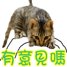 Cute cat routines and daily sticker #15680290