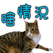 Cute cat routines and daily sticker #15680292