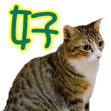 Cute cat routines and daily sticker #15680293