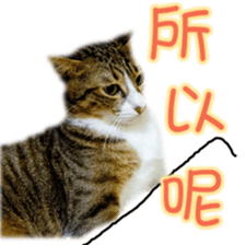 Cute cat routines and daily sticker #15680294