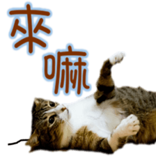 Cute cat routines and daily sticker #15680295