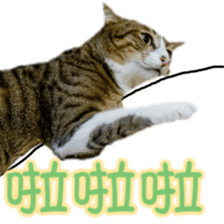 Cute cat routines and daily sticker #15680296