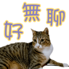 Cute cat routines and daily sticker #15680298