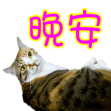 Cute cat routines and daily sticker #15680299