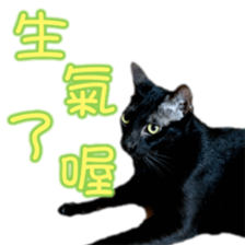 Cute cat routines and daily sticker #15680300